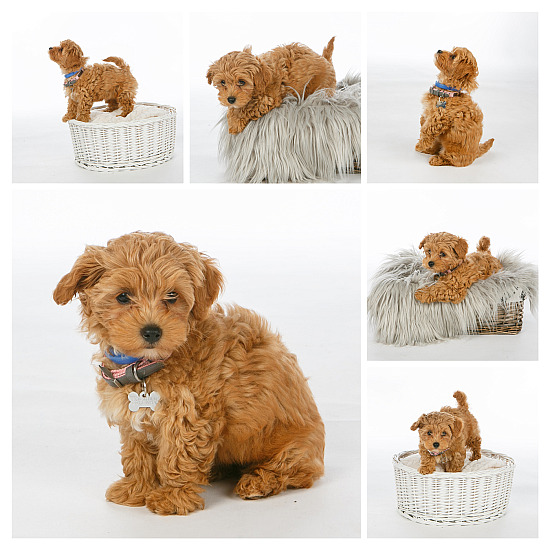 Young Montage Frames