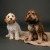 Free Studio Shoots During 2026 | Elvis2507_76_Square.jpg